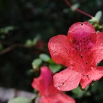 Tsz Wan Shan and Kowloon Peak