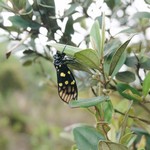 Tsz Wan Shan and Kowloon Peak