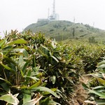 Tsz Wan Shan and Kowloon Peak